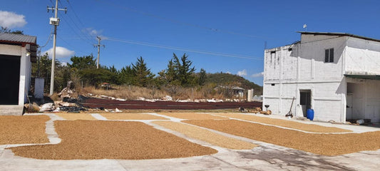 De la tierra a la taza